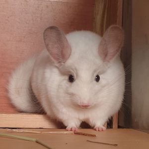 Белоснежный самец шиншиллы (юниор) Бело-розовый эбони носитель ангоры и фиолета