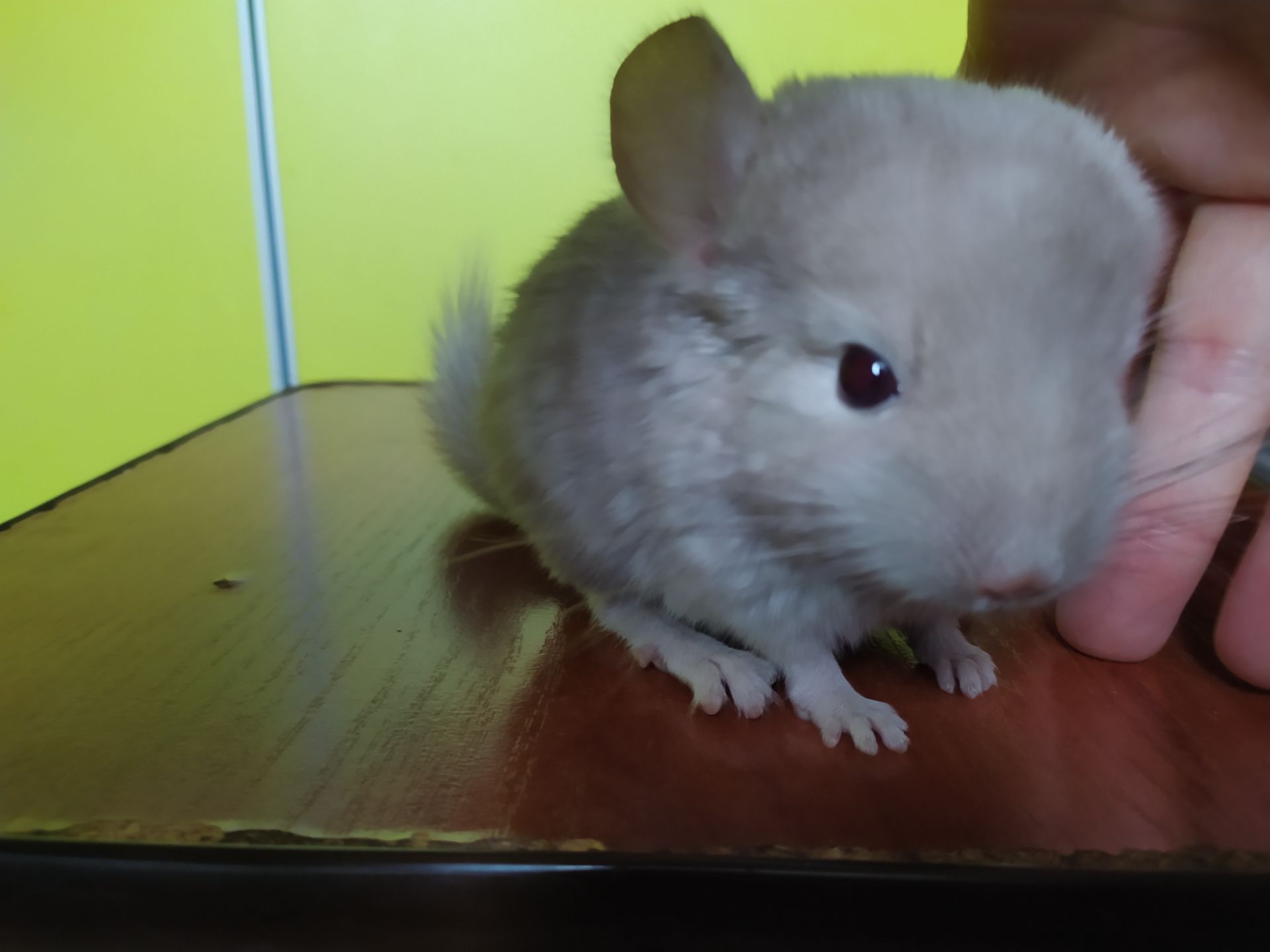 Шиншилла