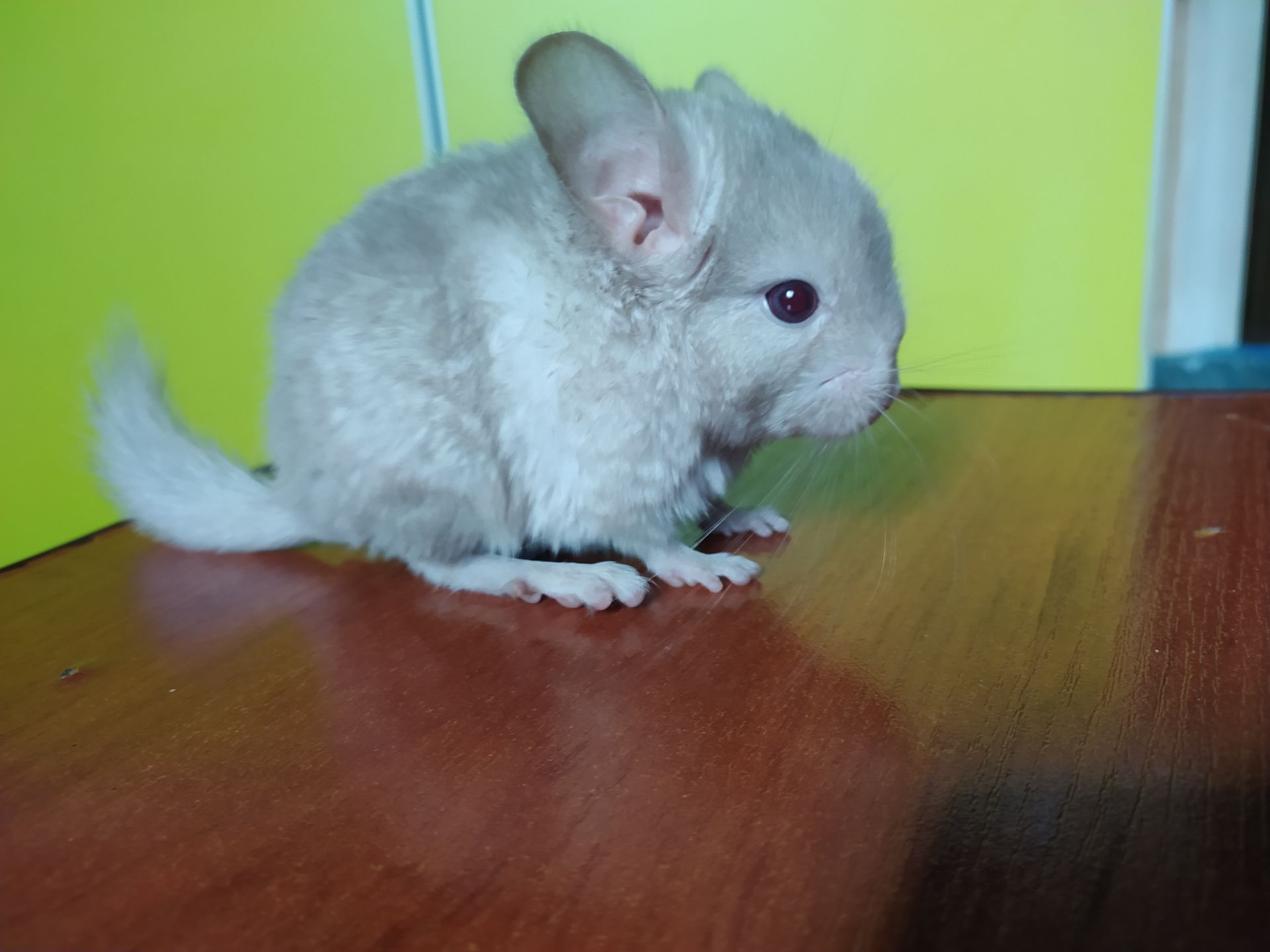 Шиншилла