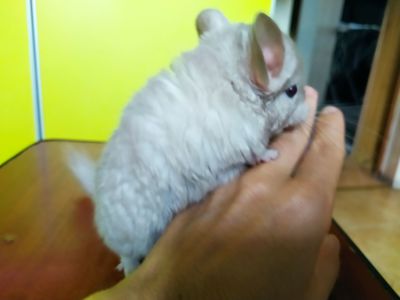 Шиншилла