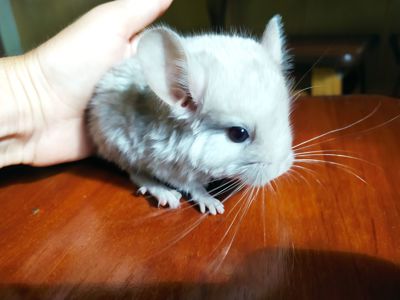 Шиншилла