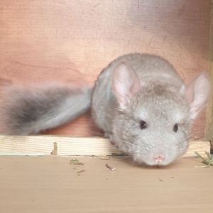 Маленький самец шиншиллы бежевый носитель фиолета и ангоры