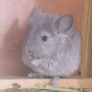 Маленький самец шиншиллы Фиолет эбони ангора
