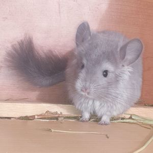 Маленький самец шиншиллы Фиолет эбони ангора