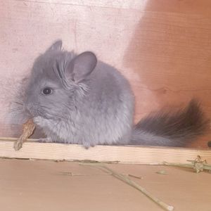 Маленький самец шиншиллы Фиолет эбони ангора