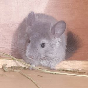 Маленький самец шиншиллы Фиолет эбони ангора