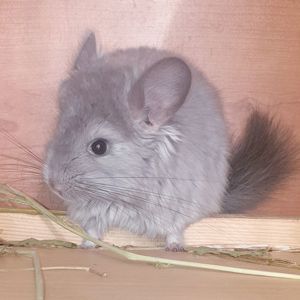 Маленький самец шиншиллы Фиолет эбони ангора