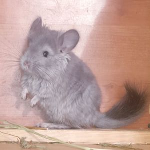 Маленький самец шиншиллы Фиолет эбони ангора