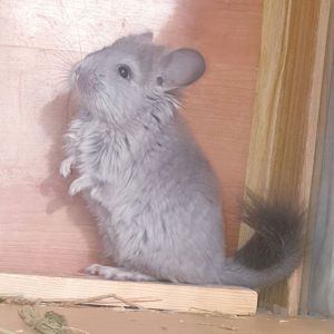 Маленький самец шиншиллы Фиолет эбони ангора