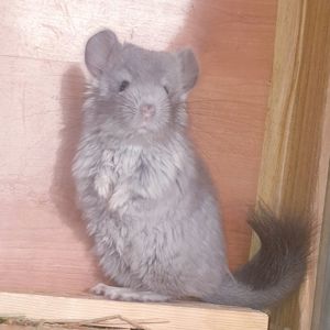 Маленький самец шиншиллы Фиолет эбони ангора