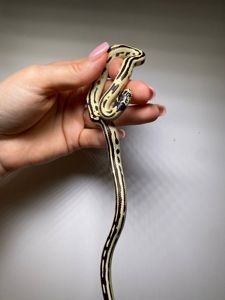 Каліфорнійська королівська змія, молочна ручна різні морфи