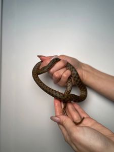 Водяний жовтопузий вужик, милий вуж, змія водяна