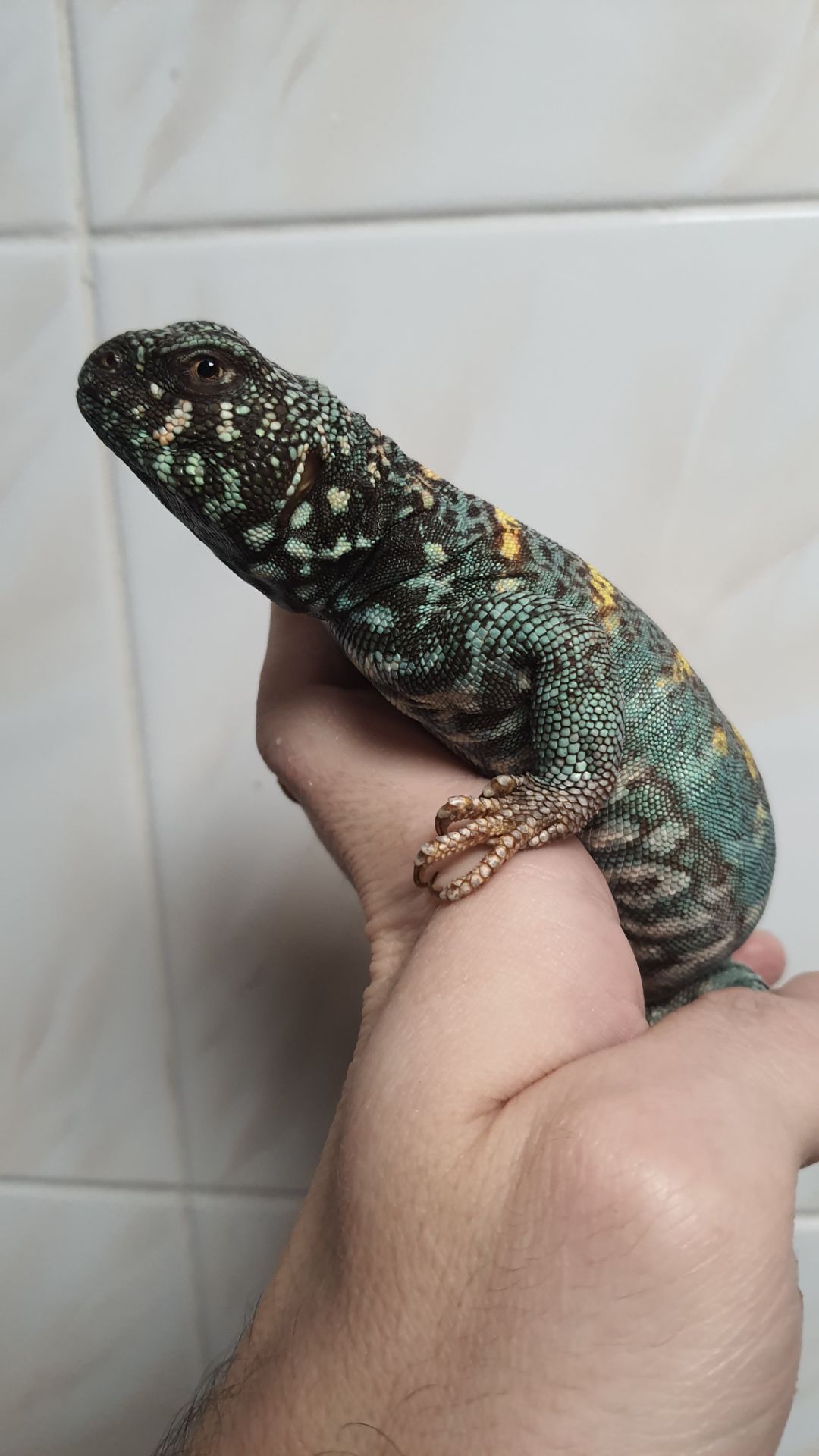 Украшенный шипохвост Uromastyx ornata