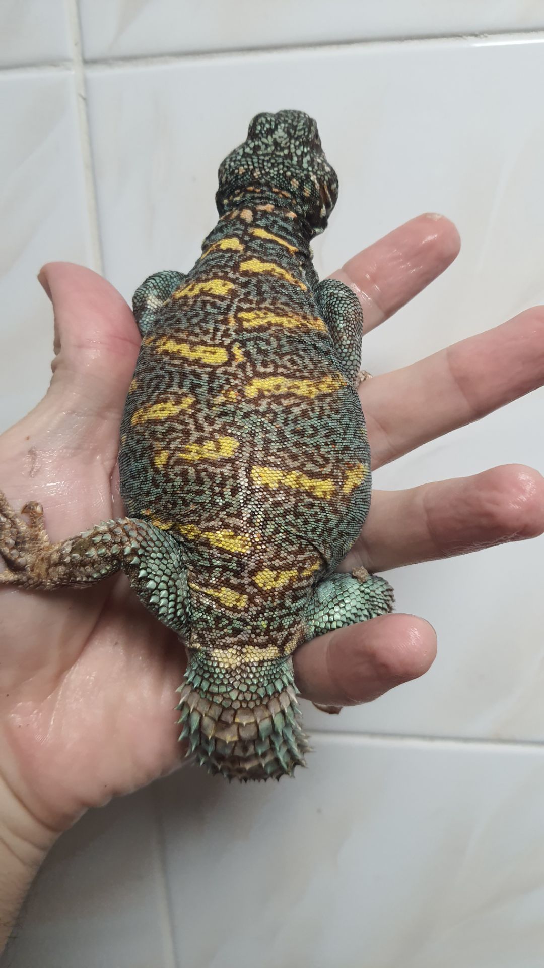 Украшенный шипохвост Uromastyx ornata