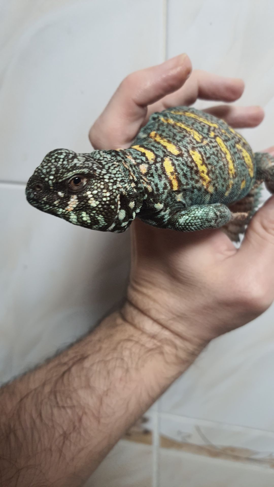 Украшенный шипохвост Uromastyx ornata