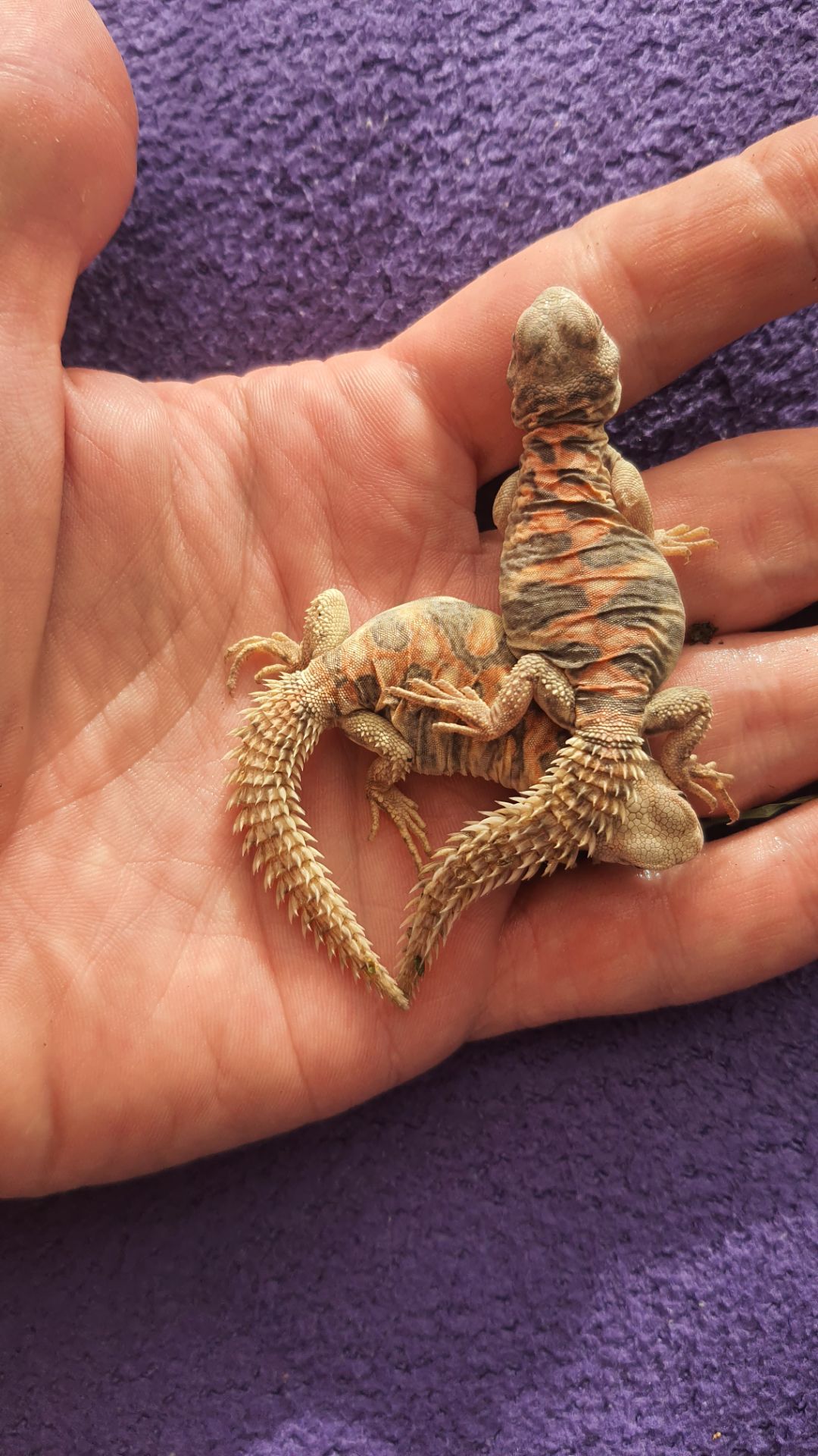 Украшенный шипохвост Uromastyx ornata