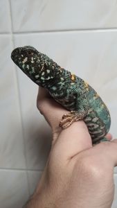 Украшенный шипохвост Uromastyx ornata