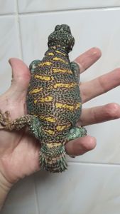 Украшенный шипохвост Uromastyx ornata