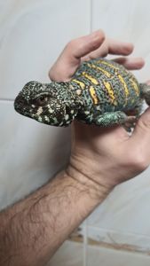 Украшенный шипохвост Uromastyx ornata