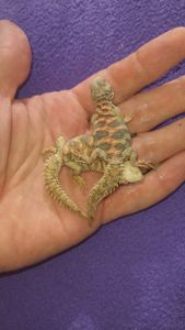 Украшенный шипохвост Uromastyx ornata