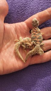 Украшенный шипохвост Uromastyx ornata