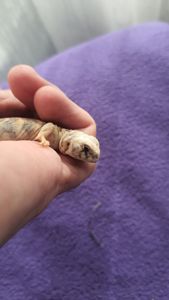 Украшенный шипохвост Uromastyx ornata