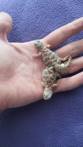 Украшенный шипохвост Uromastyx ornata
