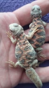 Украшенный шипохвост Uromastyx ornata