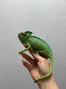 Єменьский хамелеон, зелений хамелеон, красень хамелеон