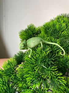 Єменьский хамелеон, зелений хамелеон, красень хамелеон