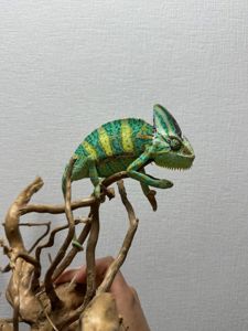 Єменьский хамелеон, зелений хамелеон, красень хамелеон