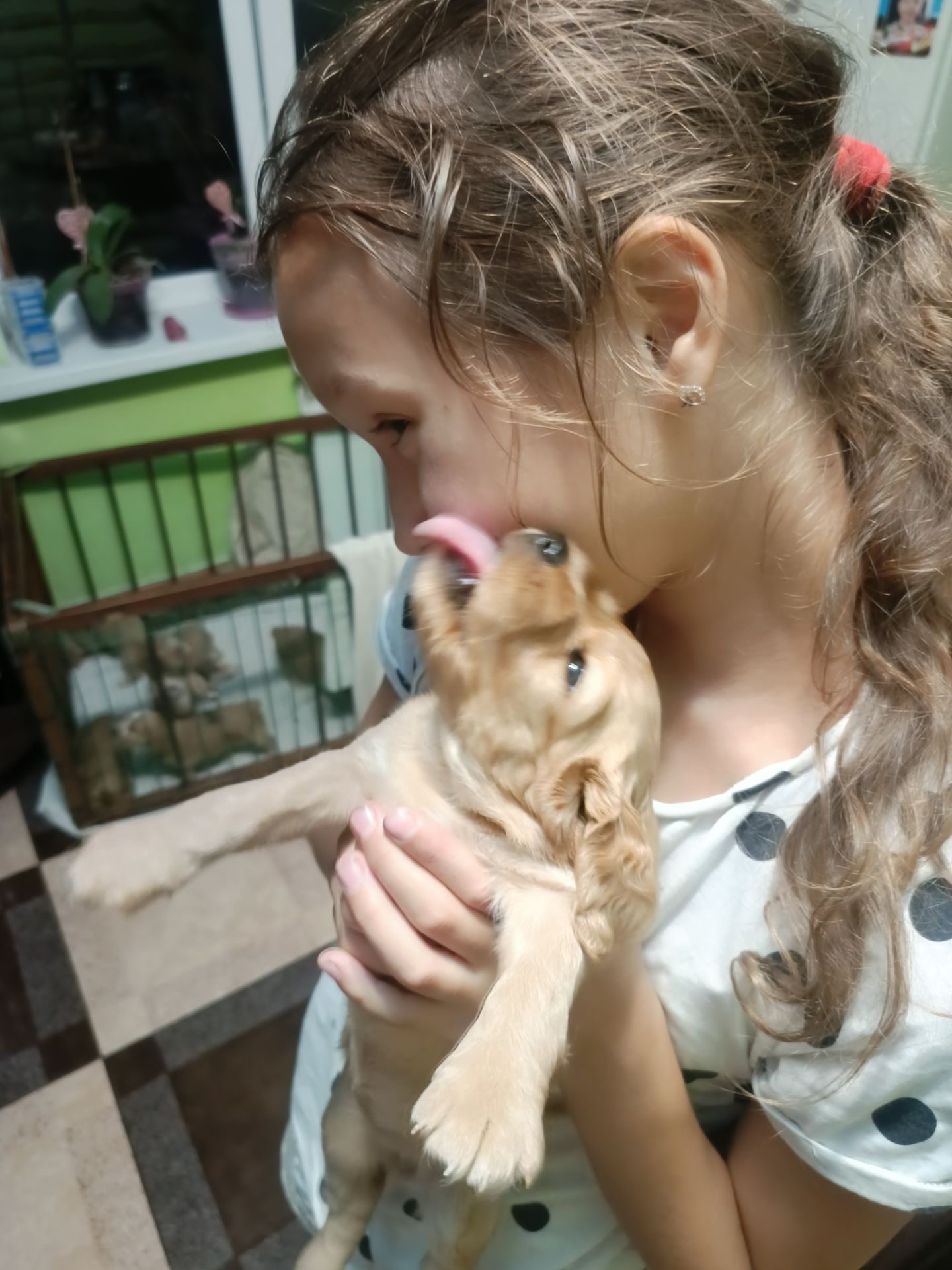 Цуценята английского кокер спаниеля