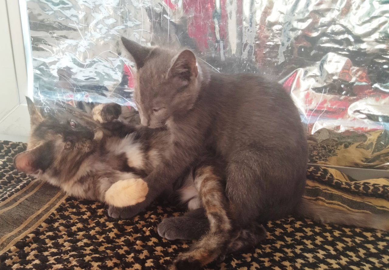 Кошенята
