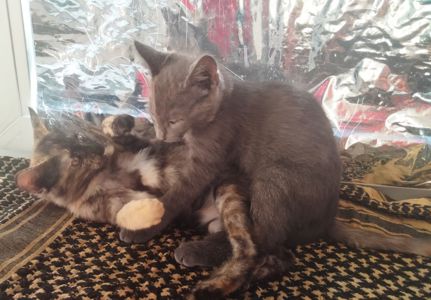 Кошенята