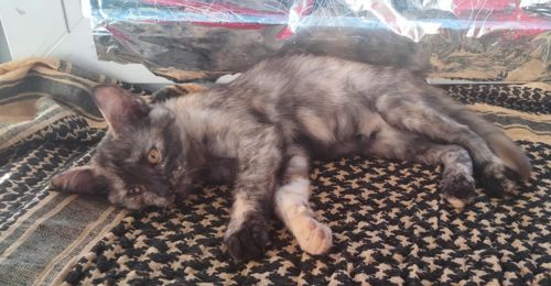 Кошенята