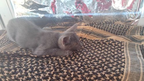 Кошенята