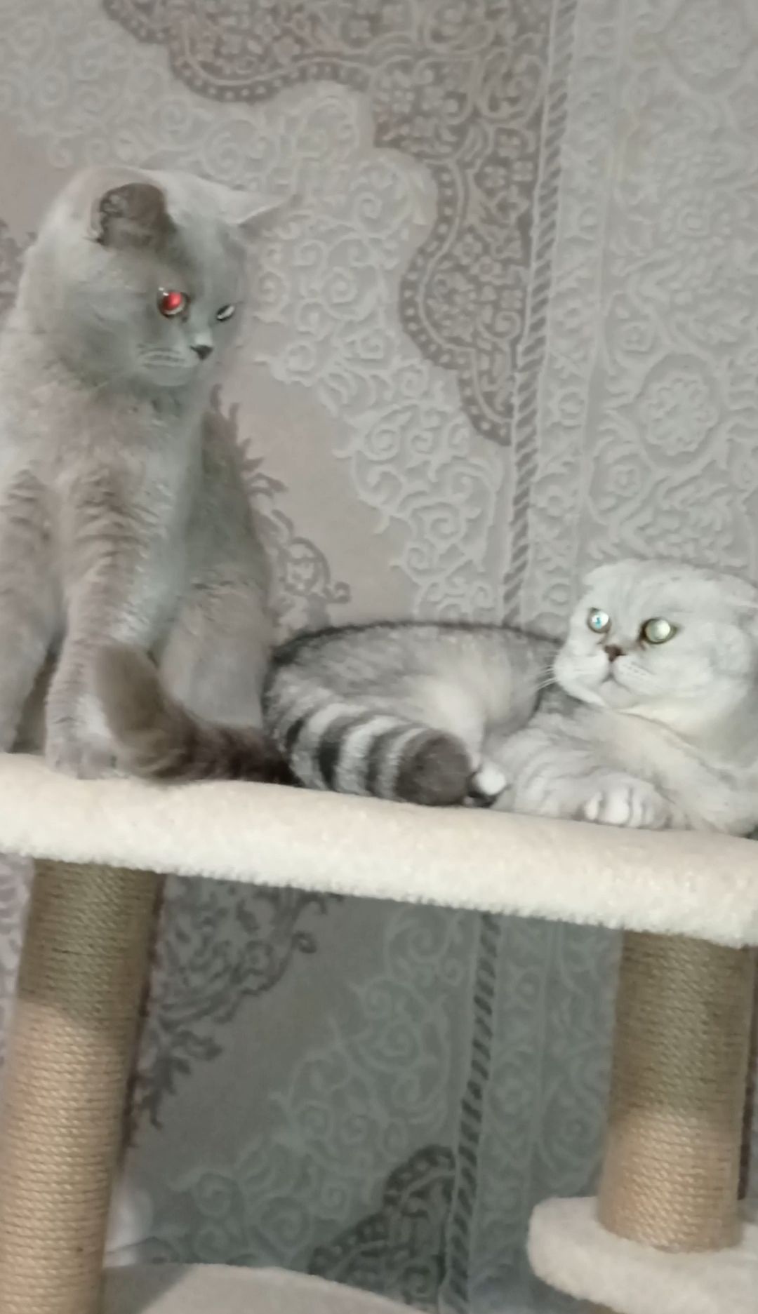 Кошенята шотландці, британці