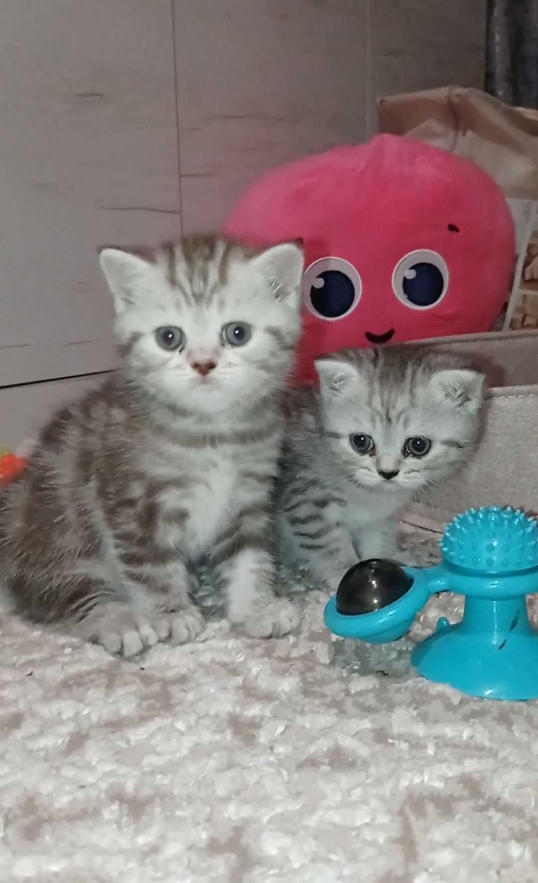 Кошенята шотландці, британці