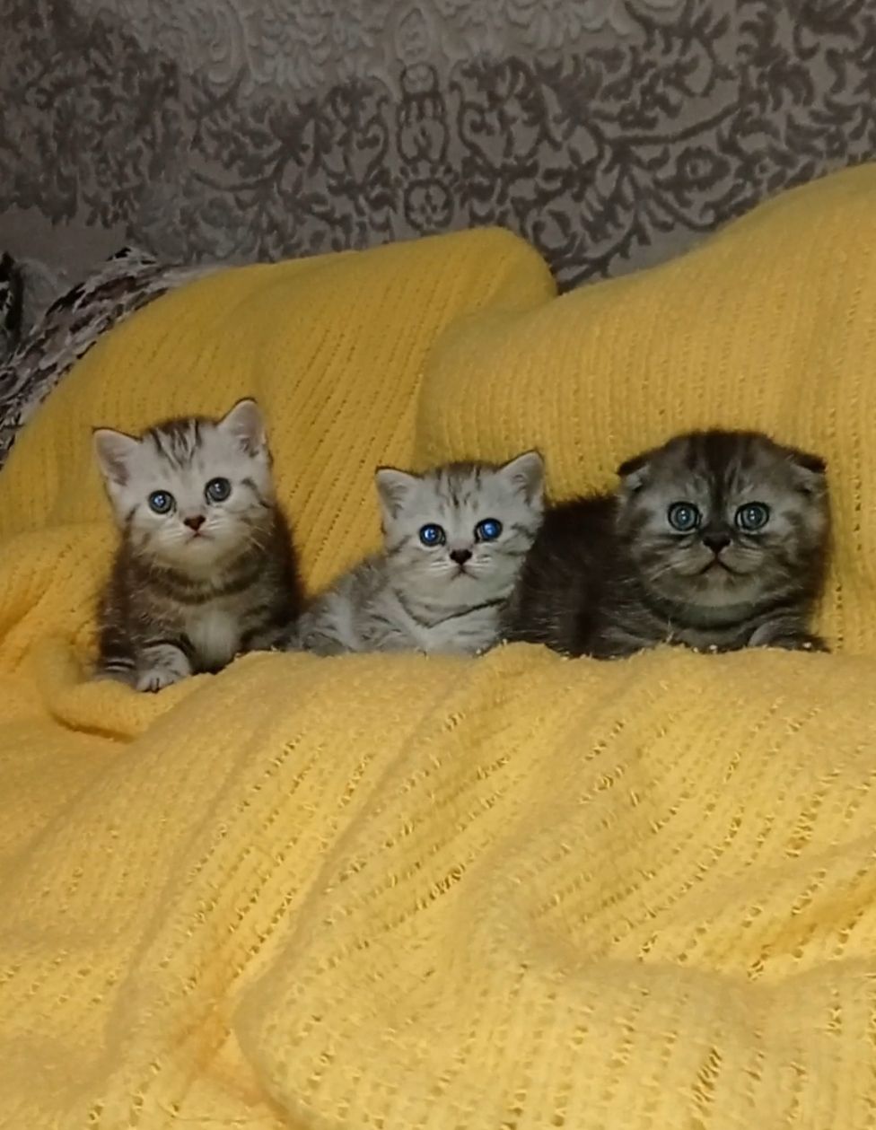 Кошенята шотландці, британці