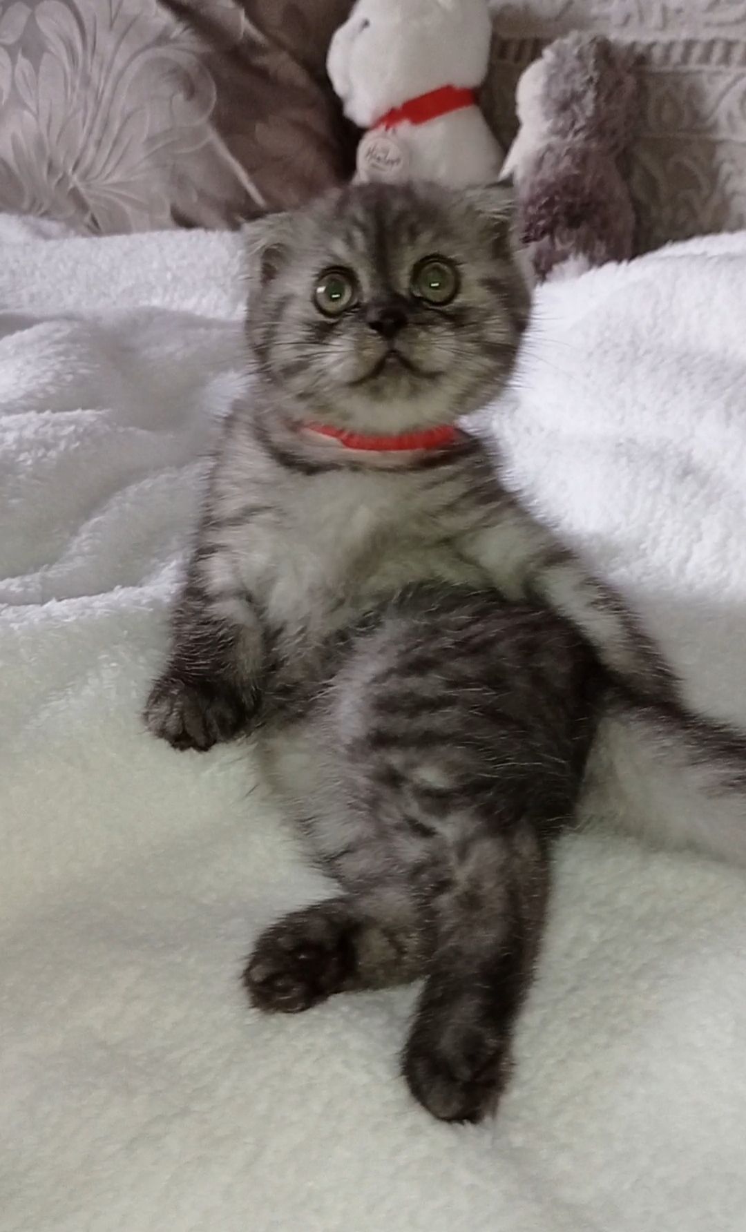 Кошенята шотландці, британці