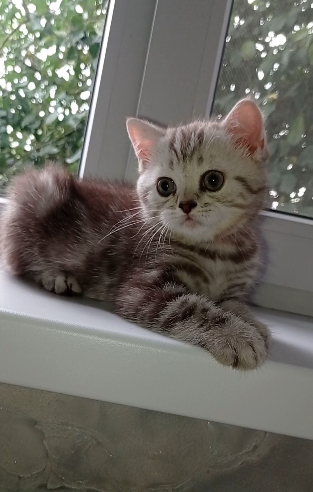 Кошенята шотландці, британці