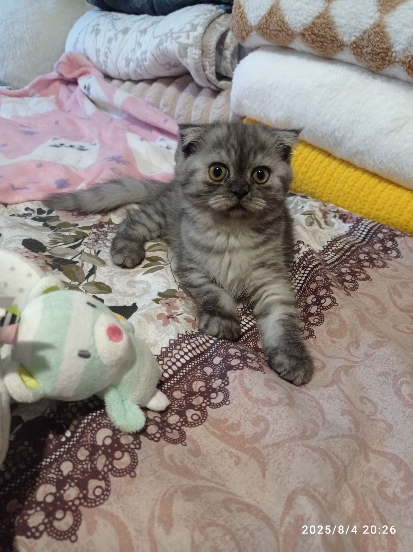Кошенята шотландці, британці
