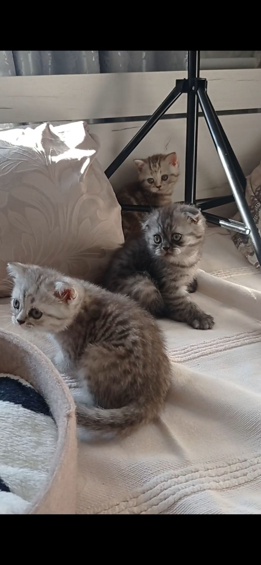 Кошенята шотландці, британці