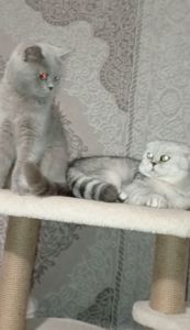 Кошенята шотландці, британці