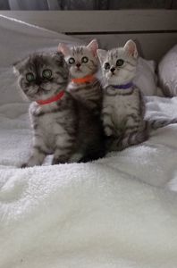 Кошенята шотландці, британці