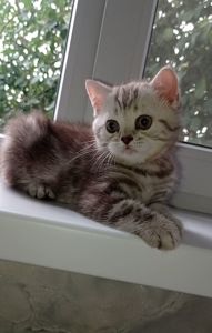 Кошенята шотландці, британці