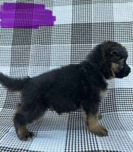 Щенки немецкой овчарки