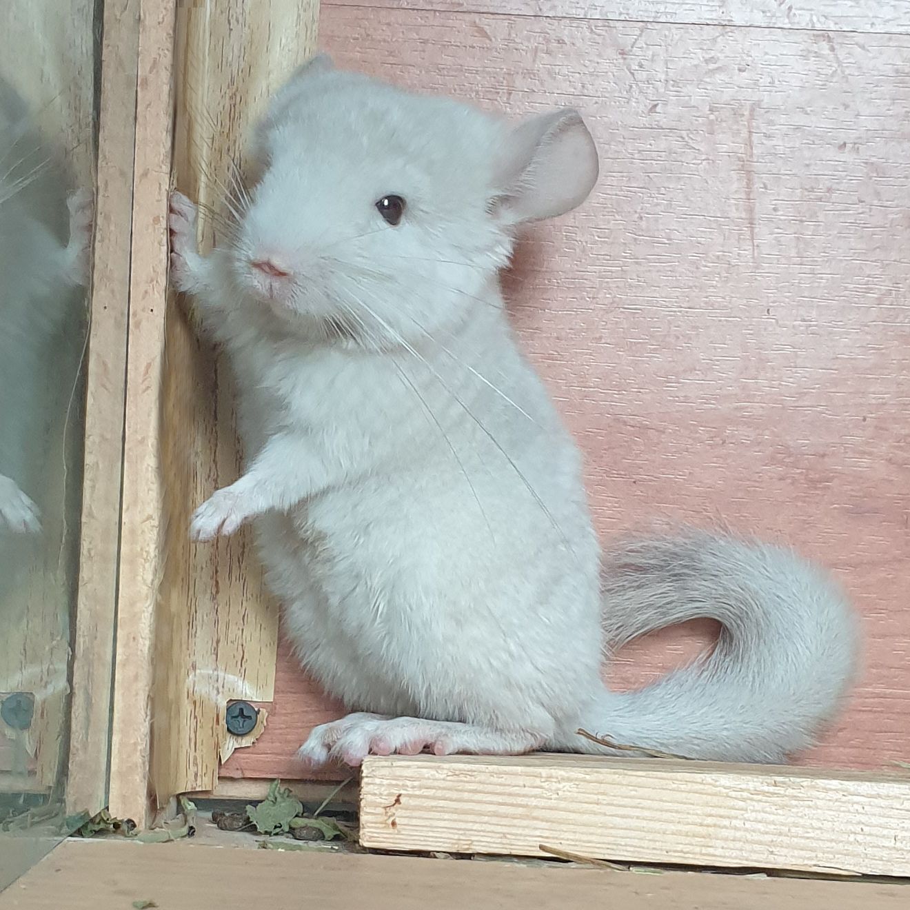 Маленькая самочка шиншиллы Бежевая фиолет эбони