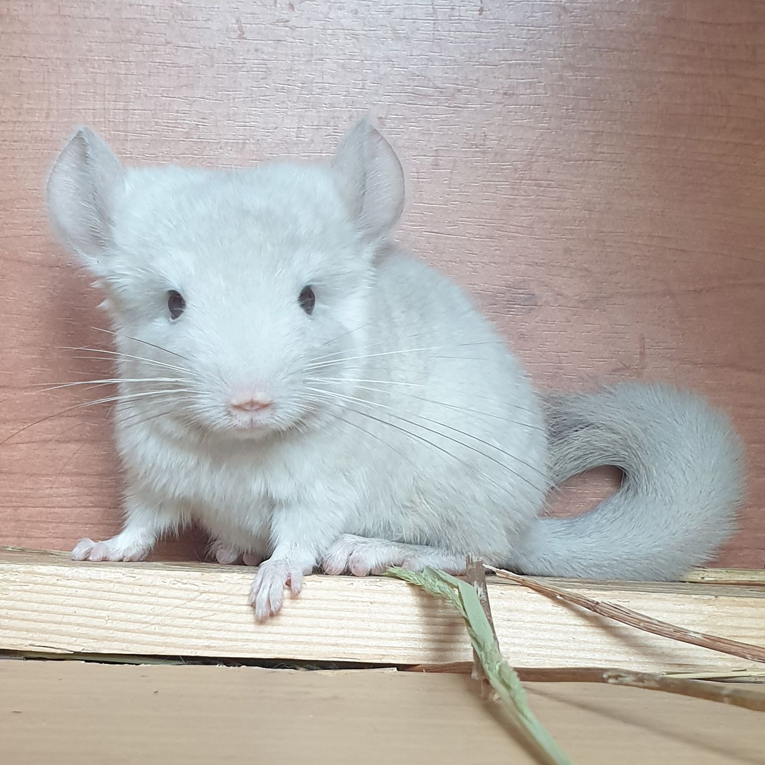 Маленькая самочка шиншиллы Бежевая фиолет эбони