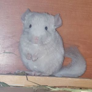 Маленькая самочка шиншиллы Бежевая фиолет эбони